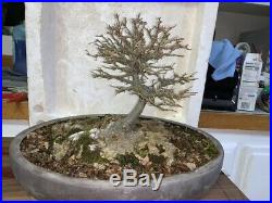 Bonsai Japanese Trident maple massive trunk show ready, awesome tree
