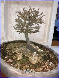 Bonsai Japanese Trident maple massive trunk show ready, awesome tree