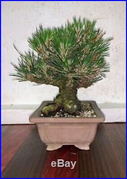 Bonsai Japanese black pine shohin mame show ready 51yrs EXTRORDINARY TREE A++++