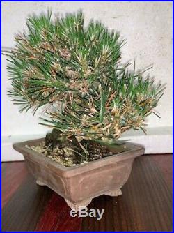 Bonsai Japanese black pine shohin mame show ready 51yrs EXTRORDINARY TREE A++++