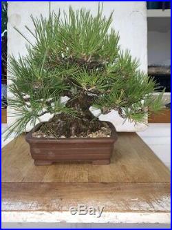 Bonsai Japanese black pine shohin mame show ready 83yrs style A++ best quailty