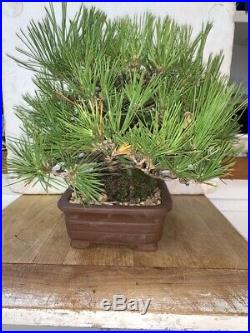Bonsai Japanese black pine shohin mame show ready 83yrs style A++ best quailty