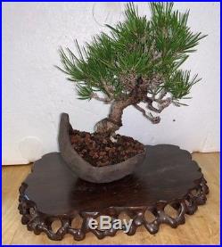Bonsai Japanese black pine shohin mame show ready custom pot 47yrs large trunk