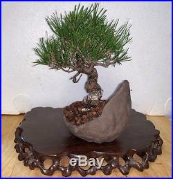 Bonsai Japanese black pine shohin mame show ready custom pot 47yrs large trunk