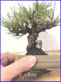 Bonsai Japanese black pine shohin mame show ready embeded rock 53yrs large trunk