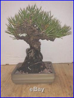 Bonsai Japanese black pine shohin mame show ready embeded rock 53yrs large trunk