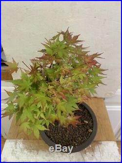 Bonsai Japanese coral bark maple shohin mame show ready 25yrs