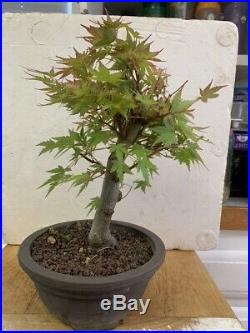 Bonsai Japanese coral bark maple shohin mame show ready 25yrs