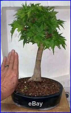 Bonsai Japanese coral bark maple shohin show ready 43yrs A+++ best seen