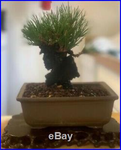 Bonsai Japanese cork bark black pine shohin mame show ready 51yrs corkbark A++++