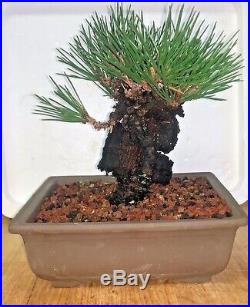 Bonsai Japanese cork bark black pine shohin mame show ready 51yrs corkbark A++++