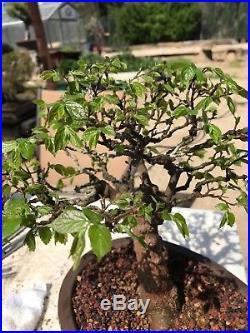 Bonsai Japanese elm 21 years old shohin medium show winning tree high end bark