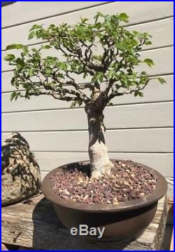 Bonsai Japanese elm 21 years old shohin medium show winning tree high end bark