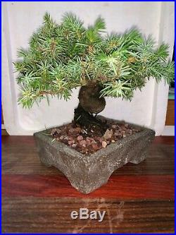 Bonsai Japanese juniper shohin mame 40yrs twisted trunk show A+ dead wood