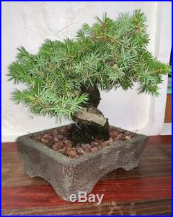 Bonsai Japanese juniper shohin mame 40yrs twisted trunk show A+ dead wood