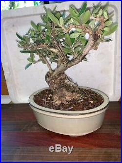 Bonsai Japanese olive shohin mame show ready yamadori, 50 years + show tree