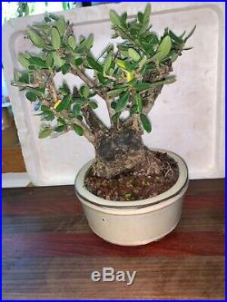 Bonsai Japanese olive shohin mame show ready yamadori, 50 years + show tree