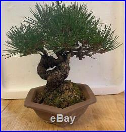 Bonsai Japanese red pine shohin mame show ready 47yrs large twisted trunk A+ nr