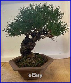 Bonsai Japanese red pine shohin mame show ready 47yrs large twisted trunk A+ nr