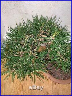 Bonsai Japanese red pine shohin mame show ready 49yrs large twisted trunk A+ nr