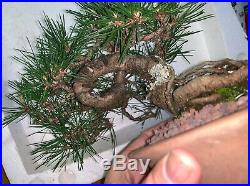 Bonsai Japanese red pine shohin mame show ready 49yrs large twisted trunk A+ nr