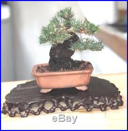 Bonsai Japanese red pine shohin mame show ready massive trunk top notch LG trunk