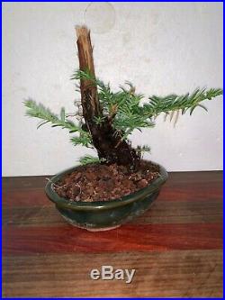 Bonsai Japanese redwood shohin mame 40yrs twisted trunk dead wood A++++