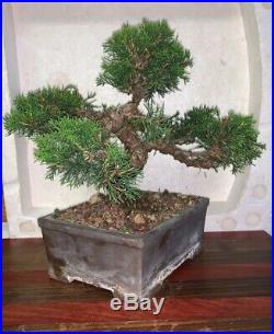 Bonsai Japanese shimpaku juniper shohin mame 53yrs twisted trunk show A+ tree