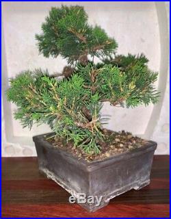 Bonsai Japanese shimpaku juniper shohin mame 53yrs twisted trunk show A+ tree