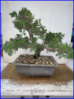 Bonsai Japanese shimpaku juniper shohin mame show ready 31yrs