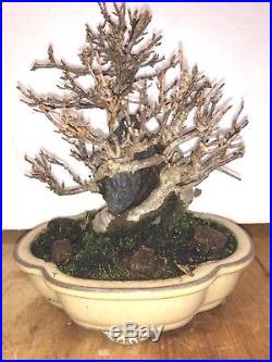 Bonsai Japanese trident maple root over rock shohin mame show ready 35yrs A+++