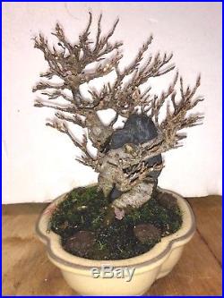 Bonsai Japanese trident maple root over rock shohin mame show ready 35yrs A+++