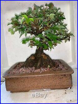 Bonsai Japanese trident maple root over rock shohin mame show ready 61yrs A+++