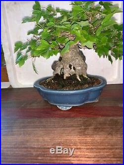Bonsai Japanese trident maple root over rock shohin mame show ready 61yrs A+++