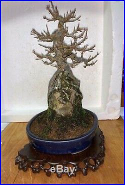 Bonsai Japanese trident maple root over rock shohin mame show ready 62yrs A+++