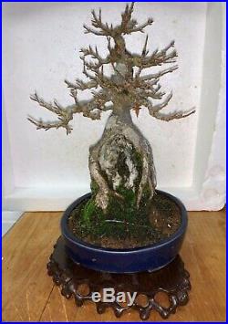 Bonsai Japanese trident maple root over rock shohin mame show ready 62yrs A+++