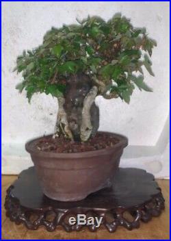 Bonsai Japanese trident maple root over rock shohin mame show ready 63yrs A+++