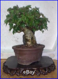 Bonsai Japanese trident maple root over rock shohin mame show ready 63yrs A+++