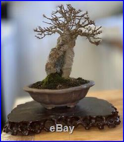Bonsai Japanese trident maple root over rock shohin mame show ready 65yrs A+++