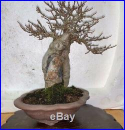 Bonsai Japanese trident maple root over rock shohin mame show ready 65yrs A+++