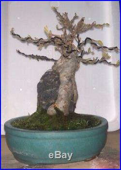 Bonsai Japanese trident maple root over rock shohin mame show ready 67yrs A+++