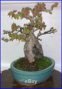 Bonsai Japanese trident maple root over rock shohin mame show ready 67yrs A+++