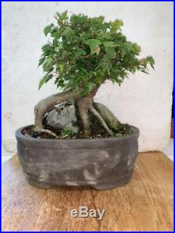Bonsai Japanese trident maple shohin mame root over rock 37yrs old