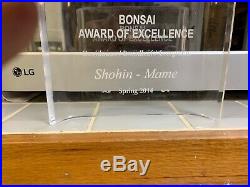 Bonsai Japanese trident maple shohin mame show ready 53yrs A+++ best seen