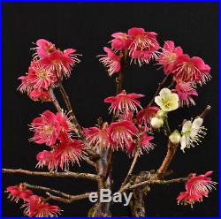 Bonsai Japanische Aprikose Prunus Mume Outdoor Rote Und Weisse Blüten Selten