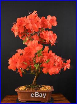 Bonsai Japanische Satsuki-azalee Rhododendron Indicum Benigasa