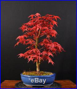 Bonsai Japanischer Roter Fächerahorn Acer Palmatum Deshojo Outdoor Ahorn