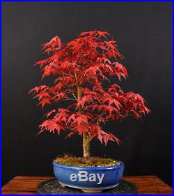 Bonsai Japanischer Roter Fächerahorn Acer Palmatum Deshojo Outdoor Ahorn