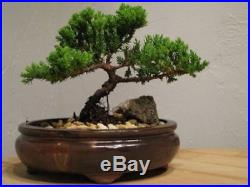 Bonsai Juniper Tree Zen Garden Nice Gift Indoor/Outdoor Best Japanese Dwarf