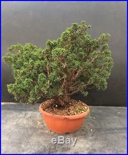 Bonsai Juniperus Chinensis Kishu per boschetto-multitronco